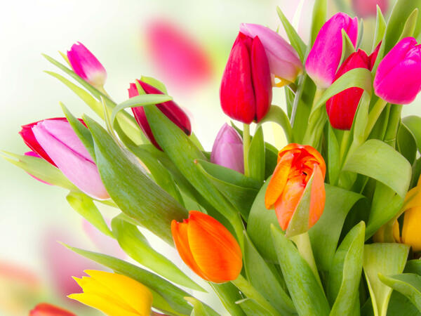 Tulipani