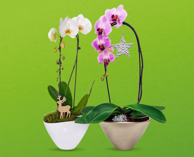 Orchidee „Cascade"