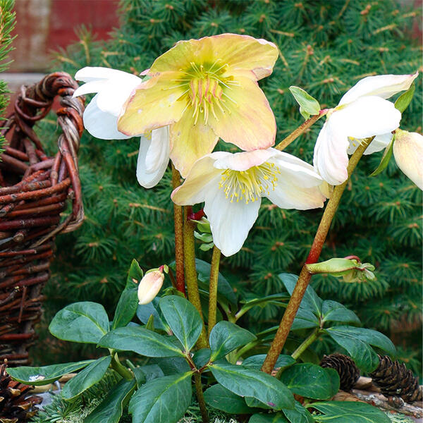 Christrose