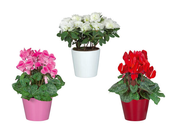 Cyclamen et azalée dans un pot en céramique