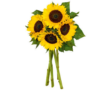 MAZZO DI GIRASOLI