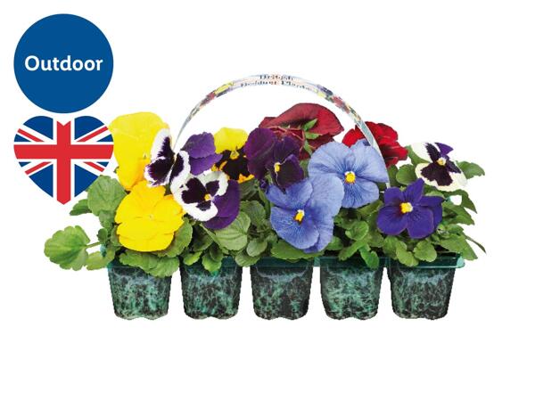 British Bedding Plants
