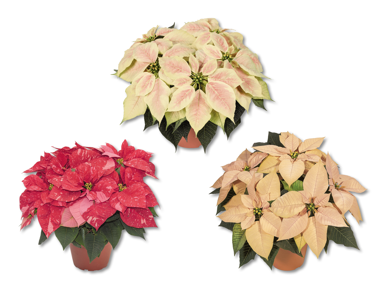Poinsettia "premium"