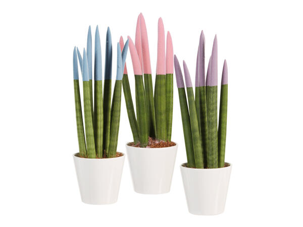 Sanseveria