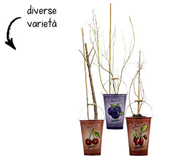 ALBERO DA FRUTTO MINI