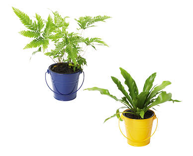 Fern Planter