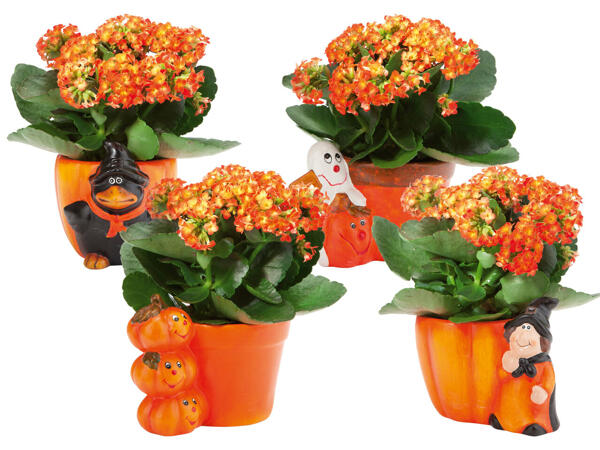 Bepflanzte Halloweenfigur mit Kalanchoe
