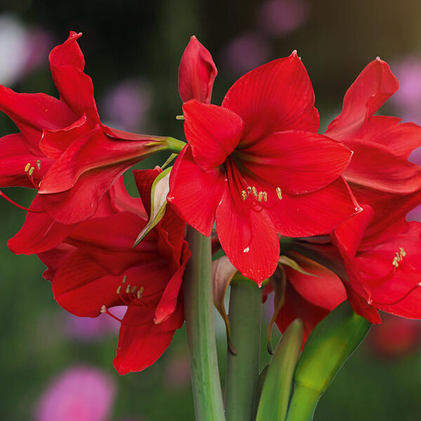 Amaryllis