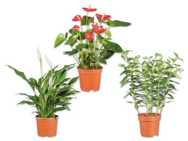 Anthurium, Lilie oder Spathiphyllum
