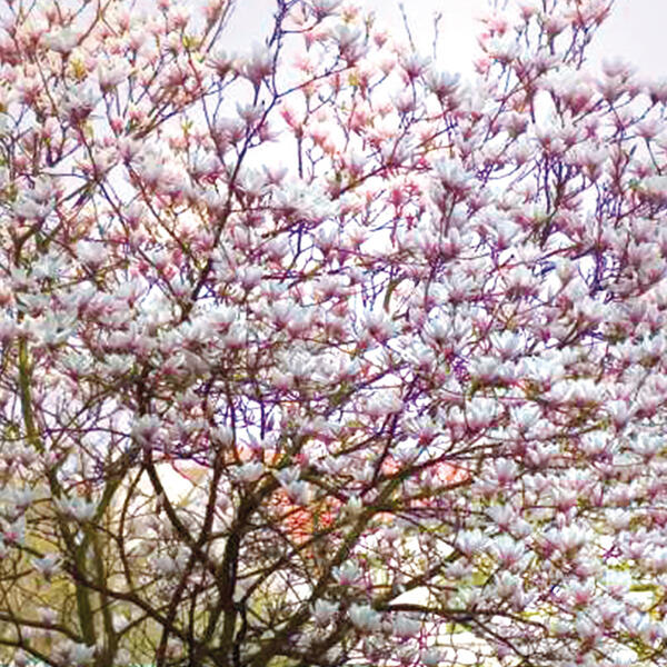 Magnolie