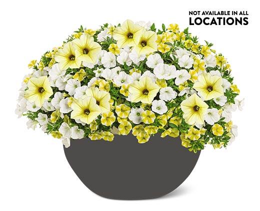 Summer Premium Patio Planter