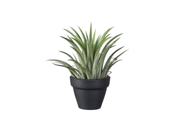 Tillandsia