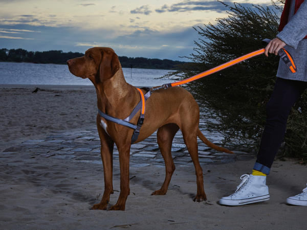 ZOOFARI(R) LED-Hundegeschirr/ -leine