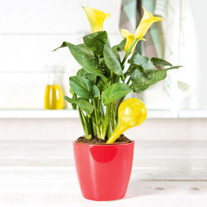 Plante d'appartement