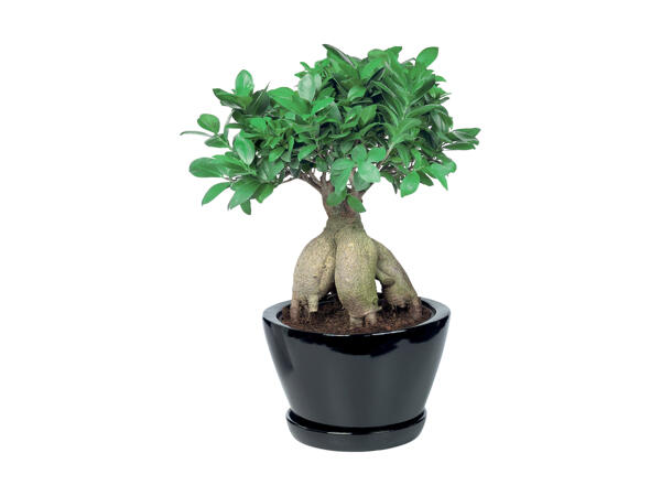 Bonsai Ficus Ginseng