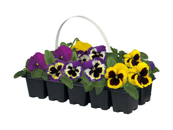 Pansies