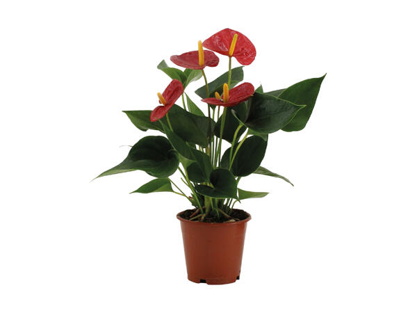 Flamingoblomst