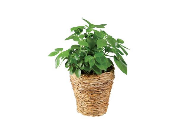 Green plants