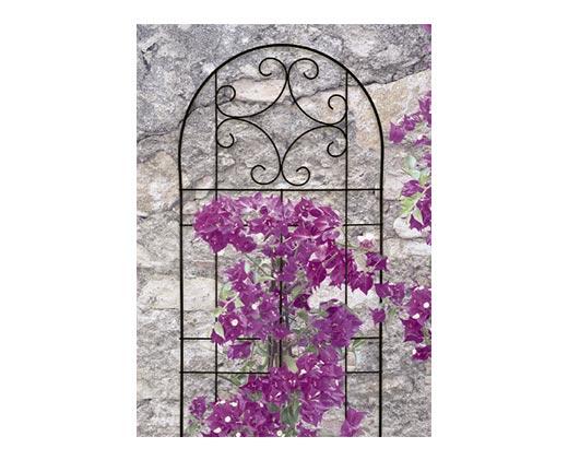 Belavi 
 Trellis