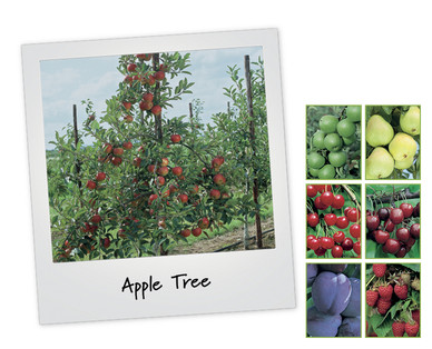 Fruit Tree