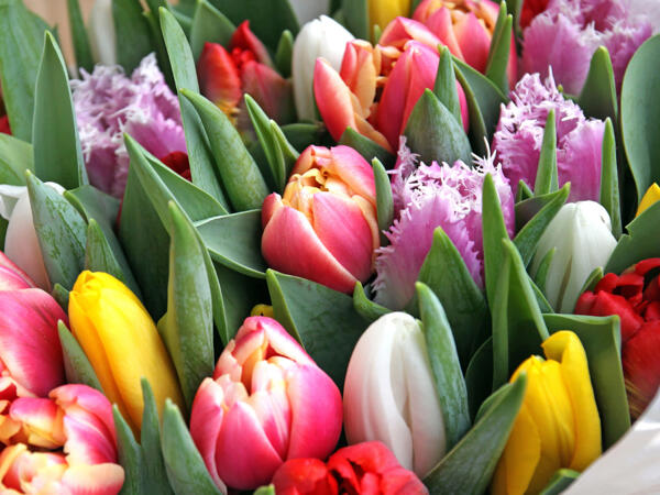 Tulipes mixtes