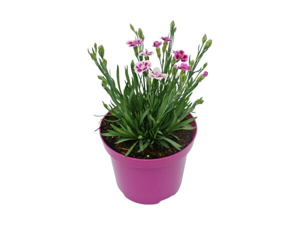 Dianthus Pink Kisses