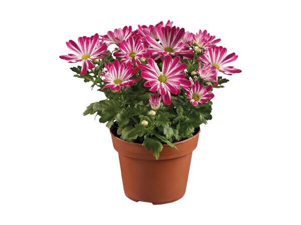 Krysantemum