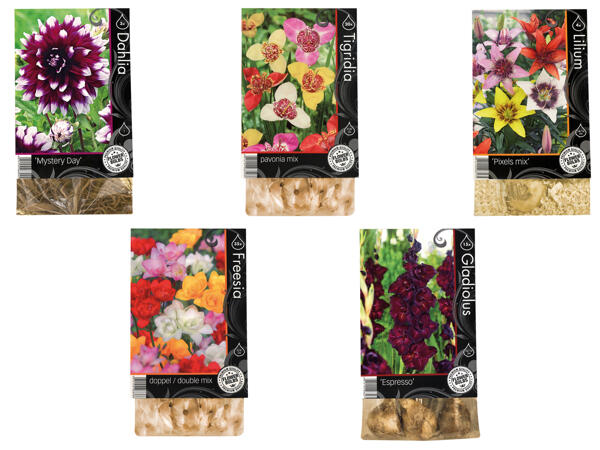 Premium Autumn Bulbs