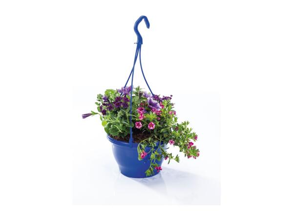 Colourful Hanging Baskets