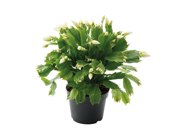 Stor Schlumbergera