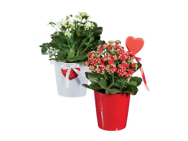 Roses or kalanchoe
