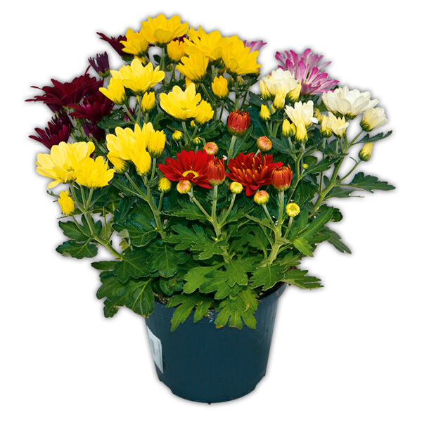 Chrysantheme