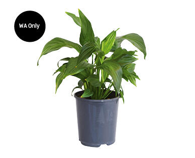 Indoor Foliage 140mm