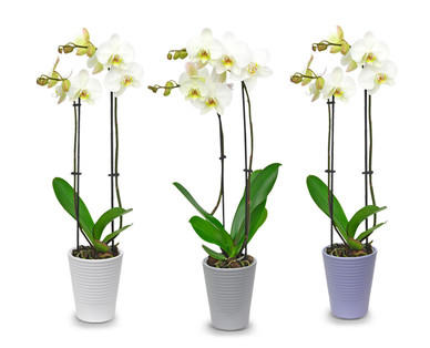 Orchidee in Keramik