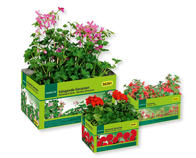 Plantes pour plates-bandes/balcon GARDENLINE(R)