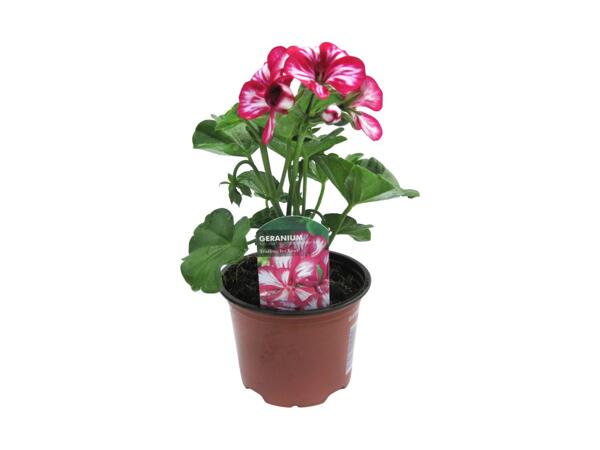 Ivy Leaf Geranium