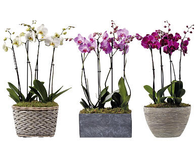 COMPOSIZIONE DI ORCHIDEE