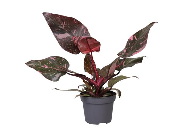 Philodendron