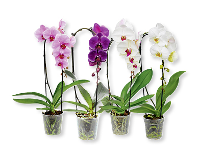 Phalaenopsis Cascade