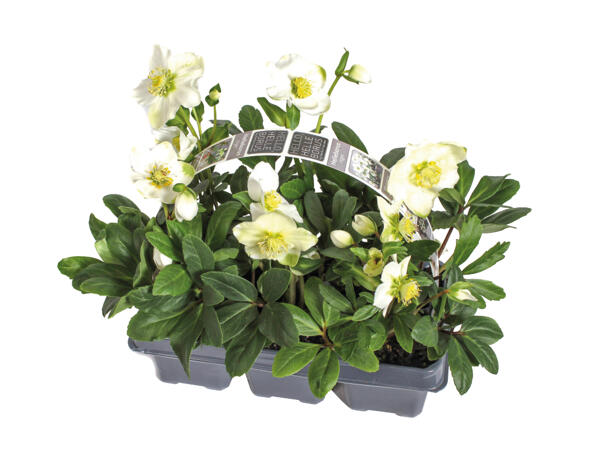 Christmas Roses