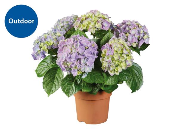 Hydrangea
