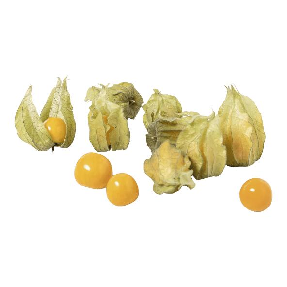 Physalis