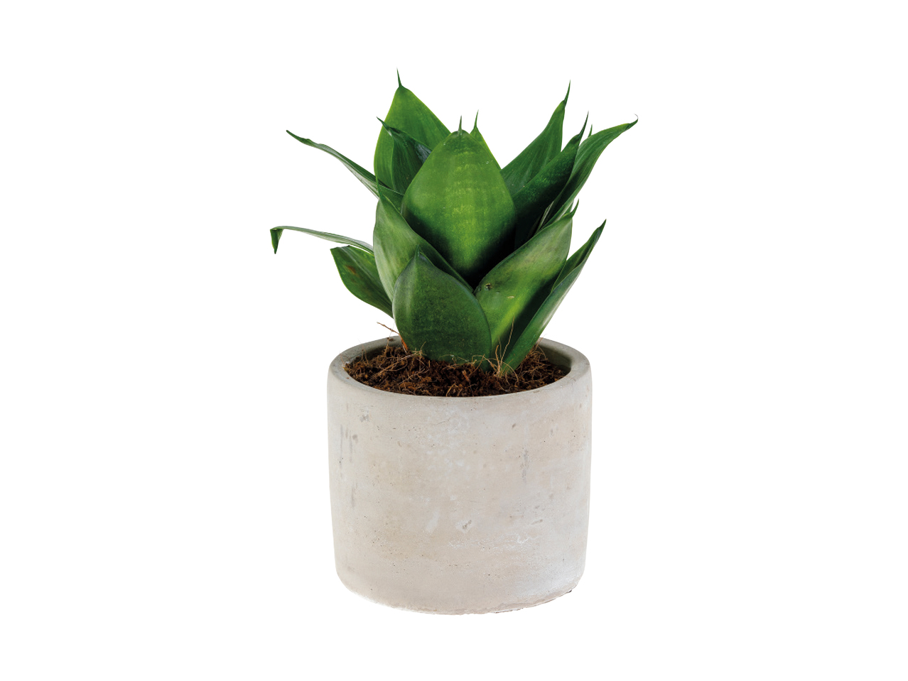 Easy-Care Plants 1