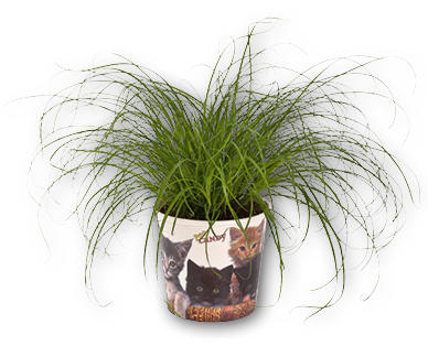 Katzengras