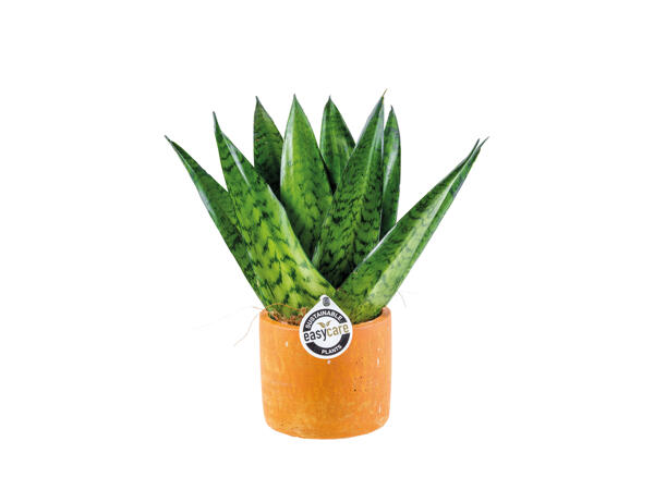 Easy to care for Plants