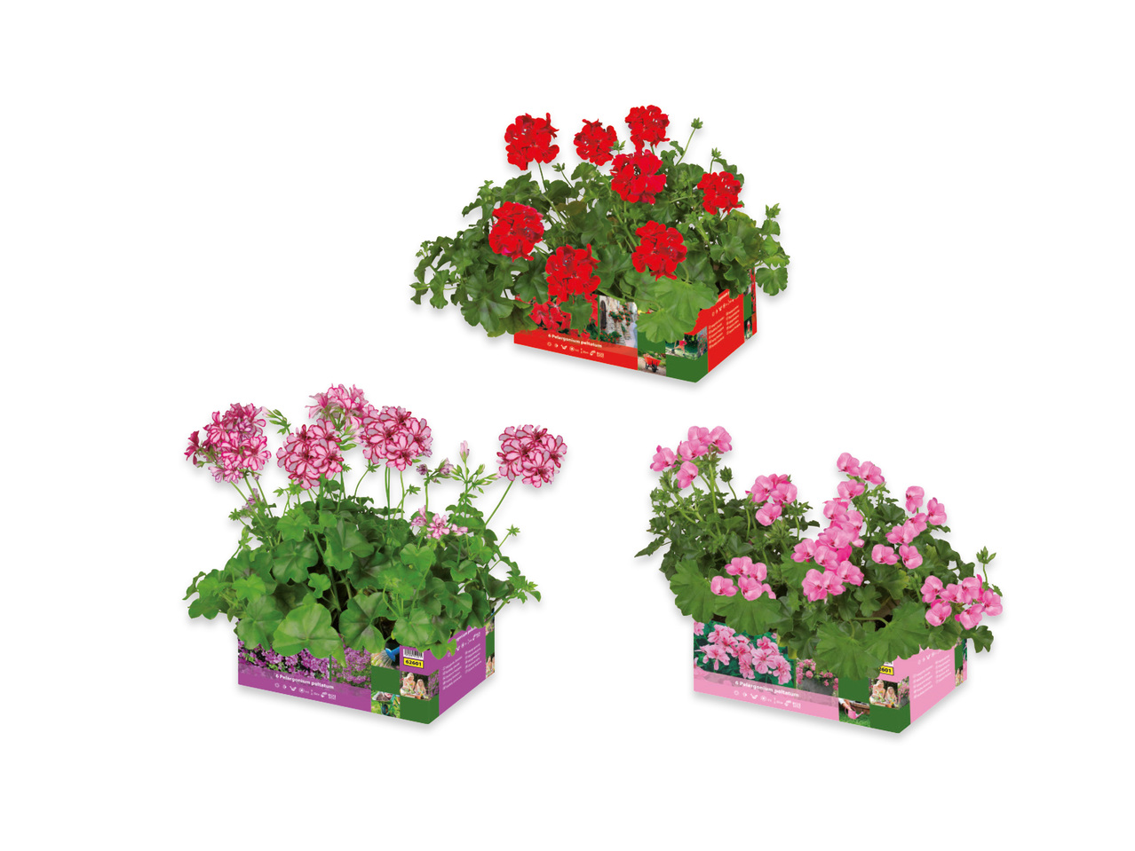 Pelargoner, hängande