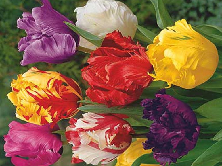 Tulipes perroquet (dès 17.3.)