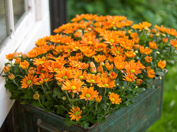 Chrysanthemum