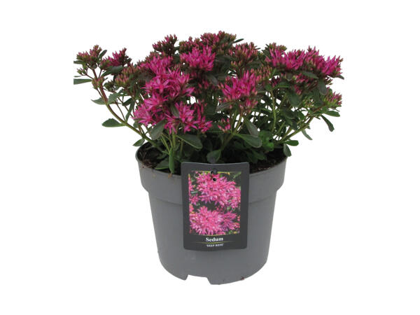 Sedum Deep Rose