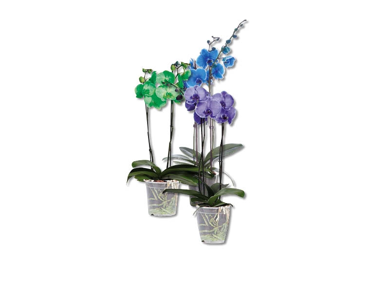 Phalaenopsis Royal (dès 10.9.)